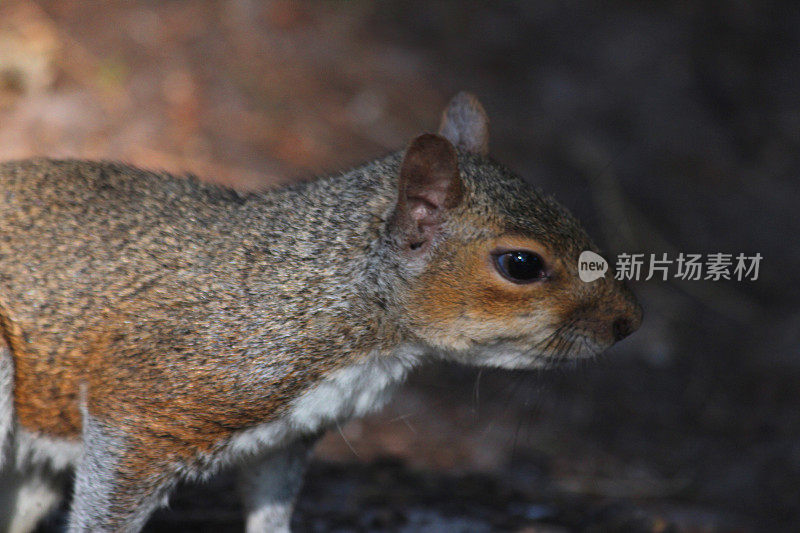 林地地面上灰松鼠的脸(Sciurus carolinensis)